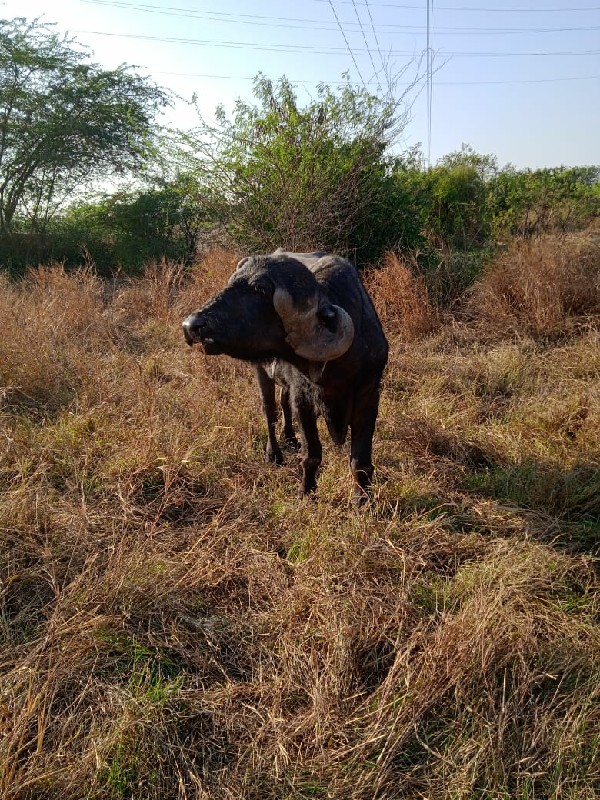 પાડો વેચવાનો છે