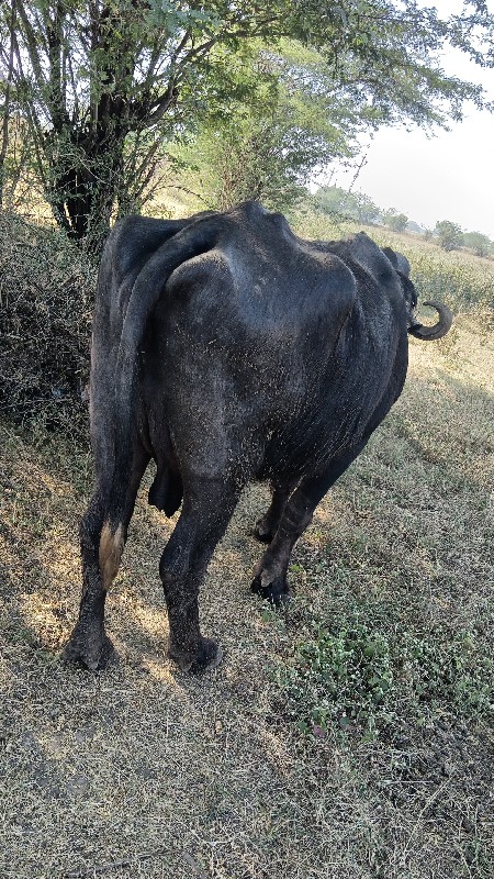 પેલા વેતર માં સ...