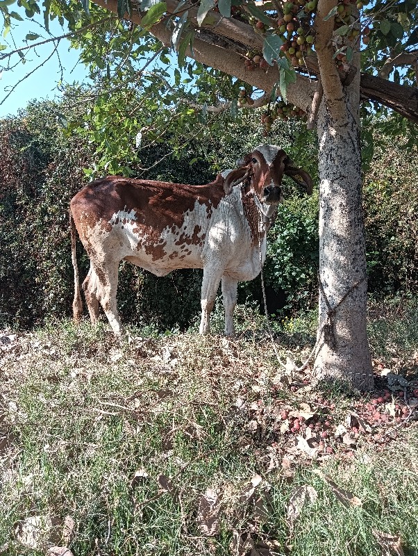 ગાય વેચવાની પેલ...