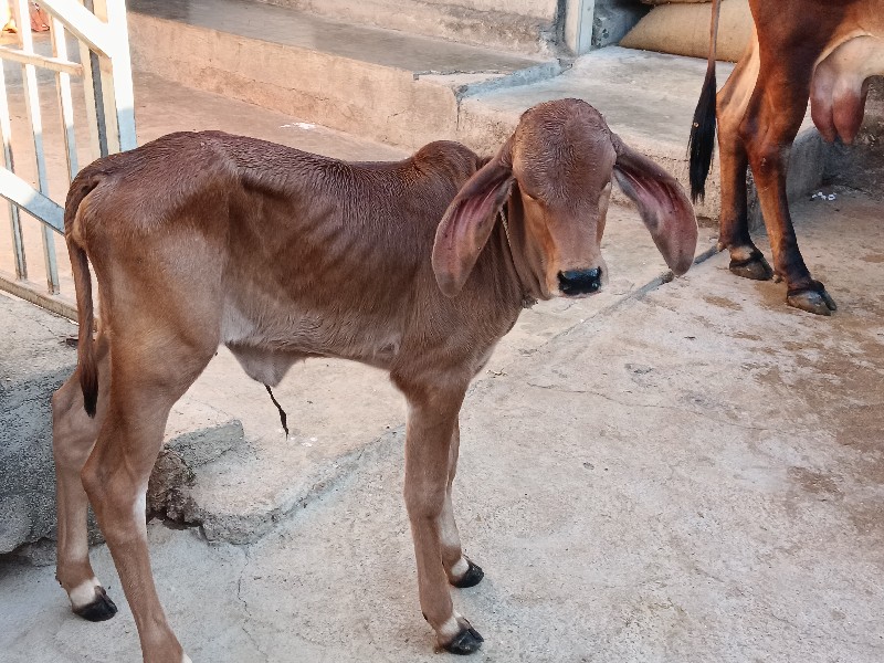 ગામ જીજરી માણાવ...