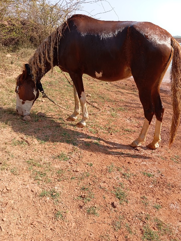 ઘોડીણીવેચવાનીશે