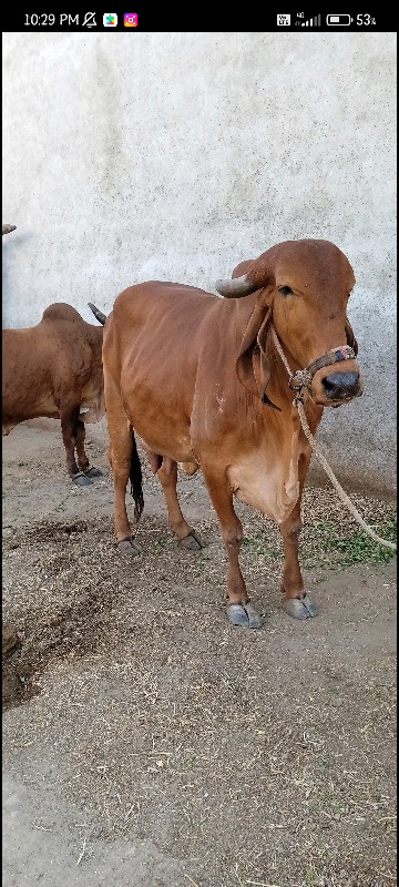 gir cow sell