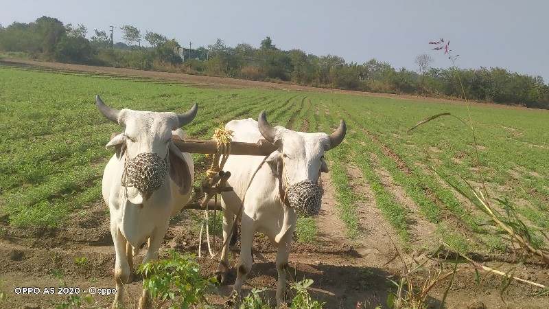 વાસડા‌ બરધ