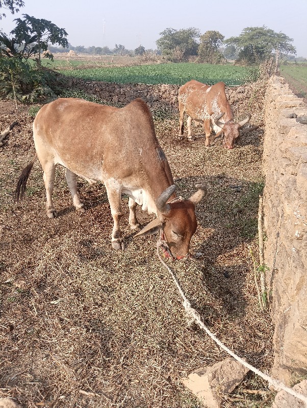 બળદ વેચવાના છે