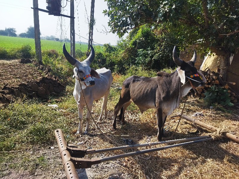 ગોઢલા વેચવાના છ...