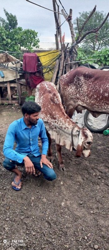 ગીર