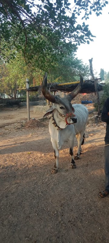 બળદ વેચવાનો છે