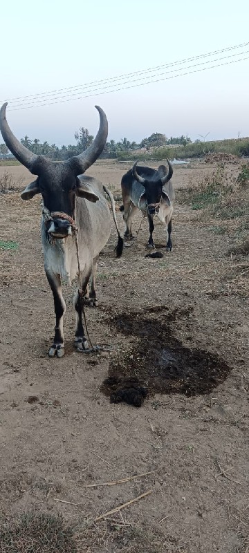 ગોધલા વેચવાના છ...