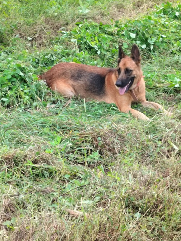 gsd female na s...