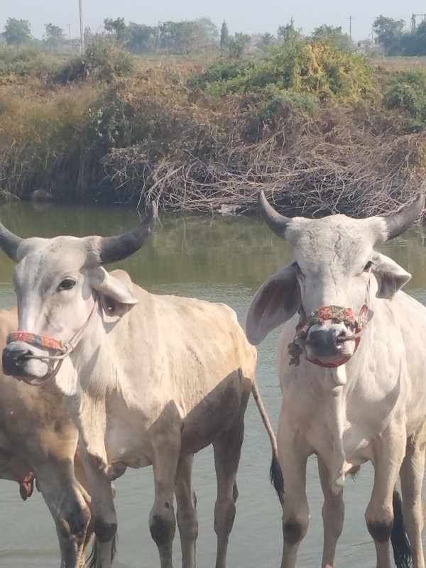 ગોધલા વેચવાના છ...