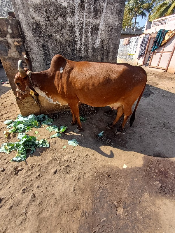 ગાય વેશવાની છે