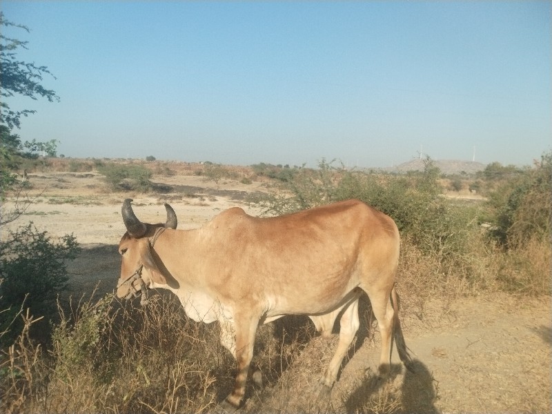 ગોધલા વેચવાના સ...