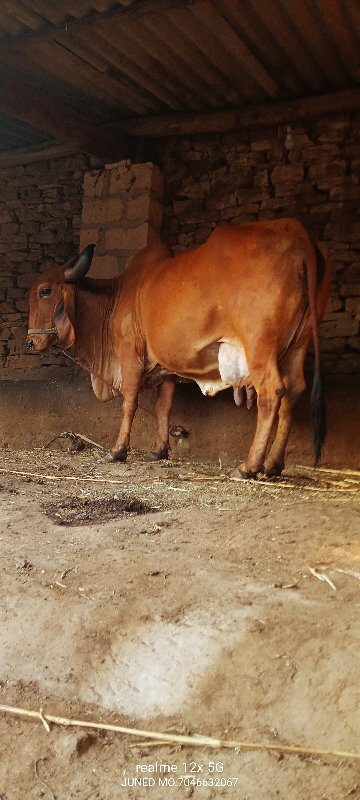 ગીર ગાય વેચવાની...