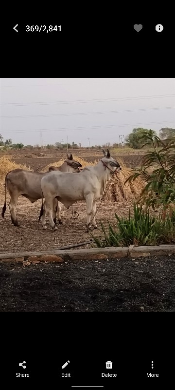 ગોઢલા વેચવાના છ...