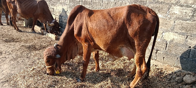 ગાય