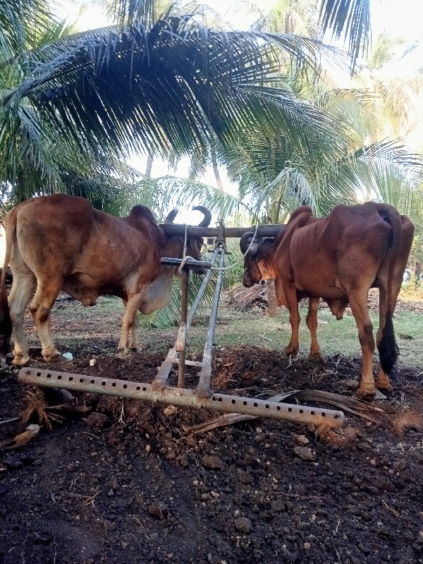 બળદ વેચવાના છે