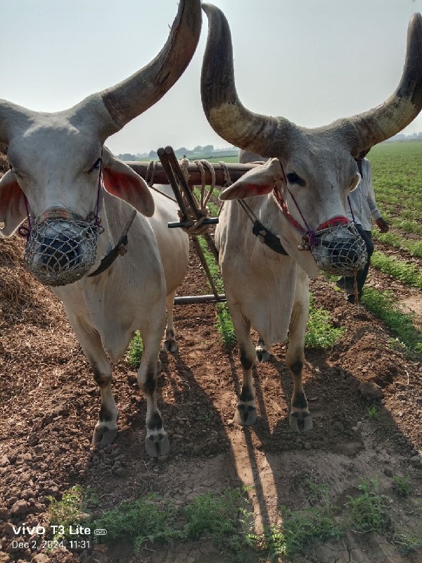 બળદ વેચવાના છે...