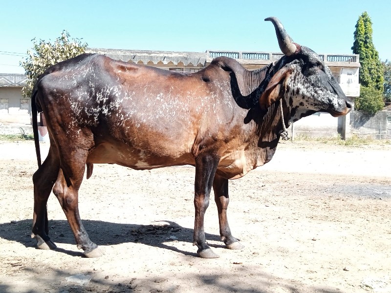 ગાય વેચવાની છે