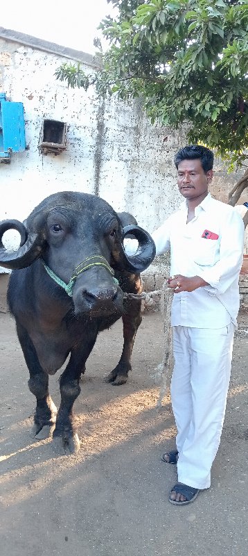 ખંખેરી વેચવા ની...