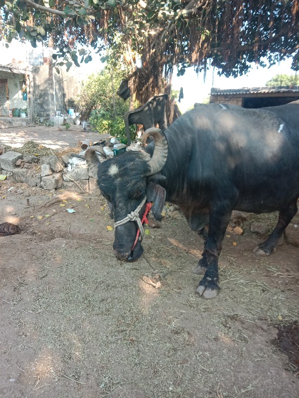 ભેસવેસવાનીછે