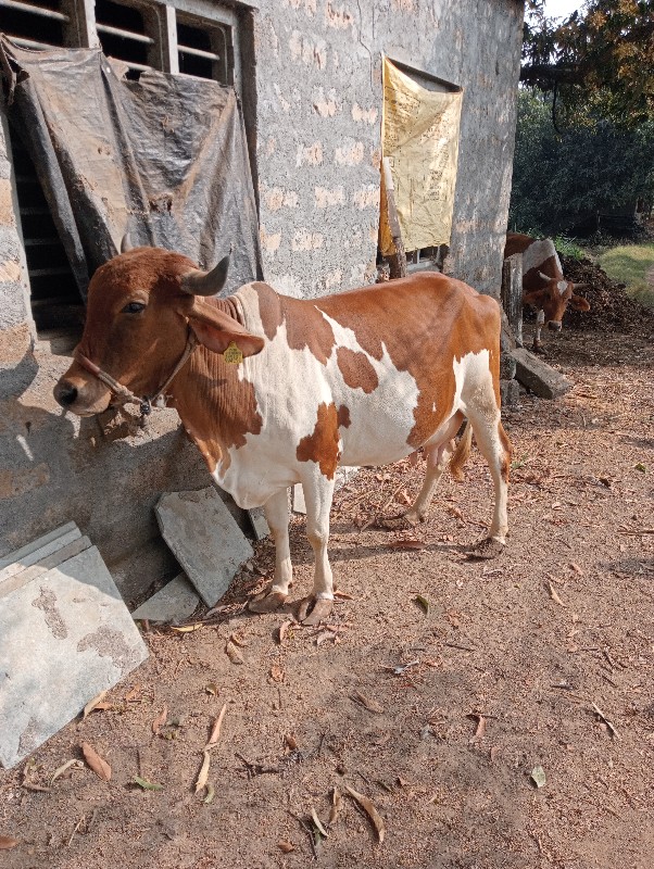 ગાય વેચવાની છે