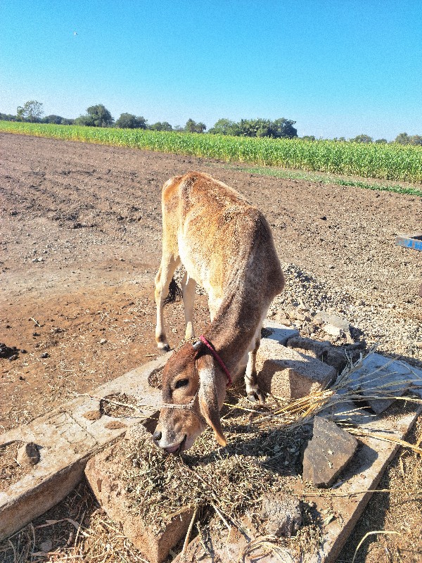 4 વેતર વીયા છે