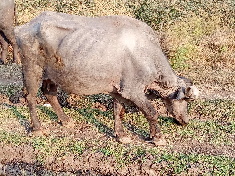 ભેંસ વેચવાની છે