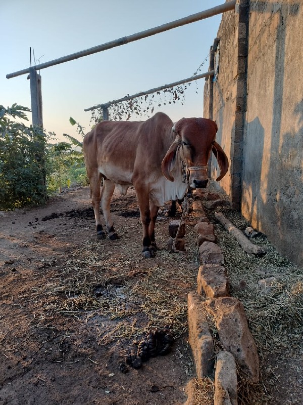 વોળકી વેચવાની છ...