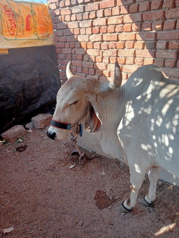 હાથીગઢ