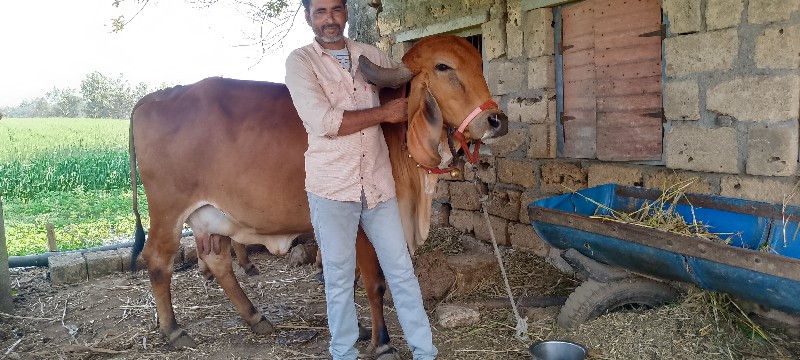 ગીર ગાય વેચવાની...