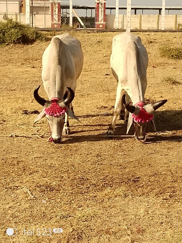 રૂપાવટી