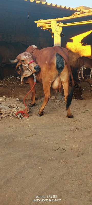 ઓરીજનલ ગીર કાબર...