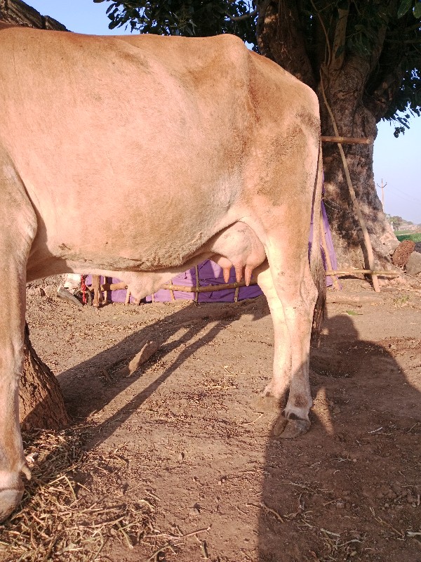 ગાય વેચવાની છે