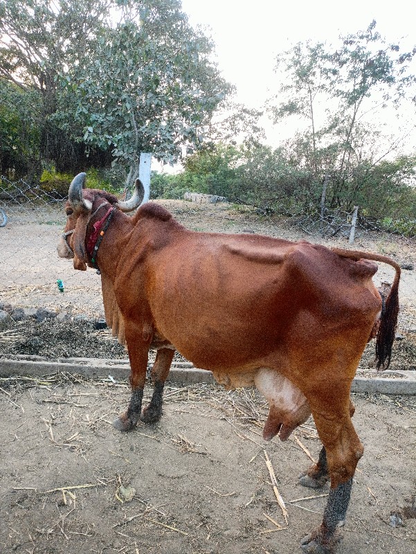 ગાય વેચવાની છે