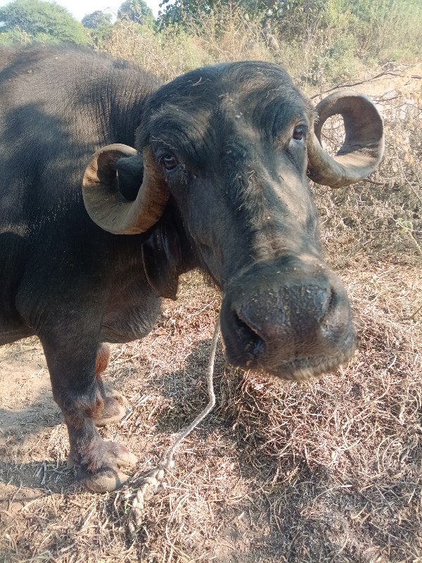 ભેંસ વેચવાની છે