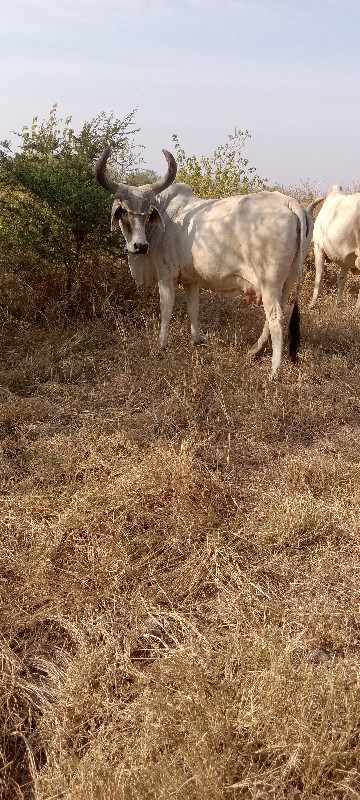 ગાય વેચવાનીછે ત...