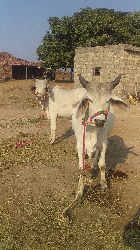 કછિડા  ગોધલા