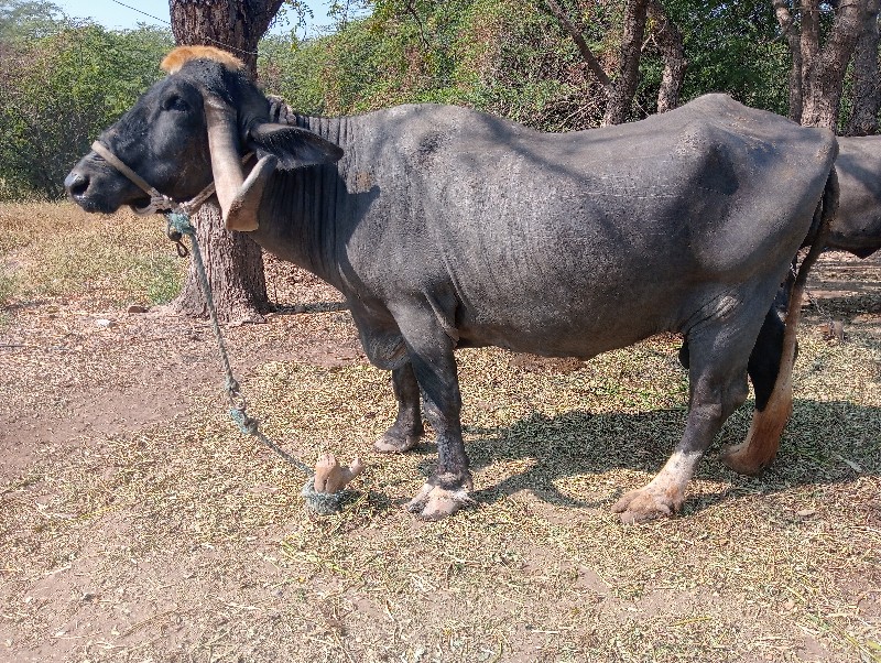 આ ભેંસ વેચવાની...