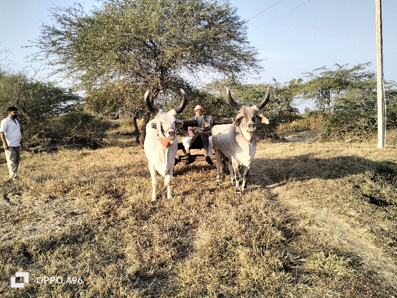 ગોઢલા વેચવાના છ...