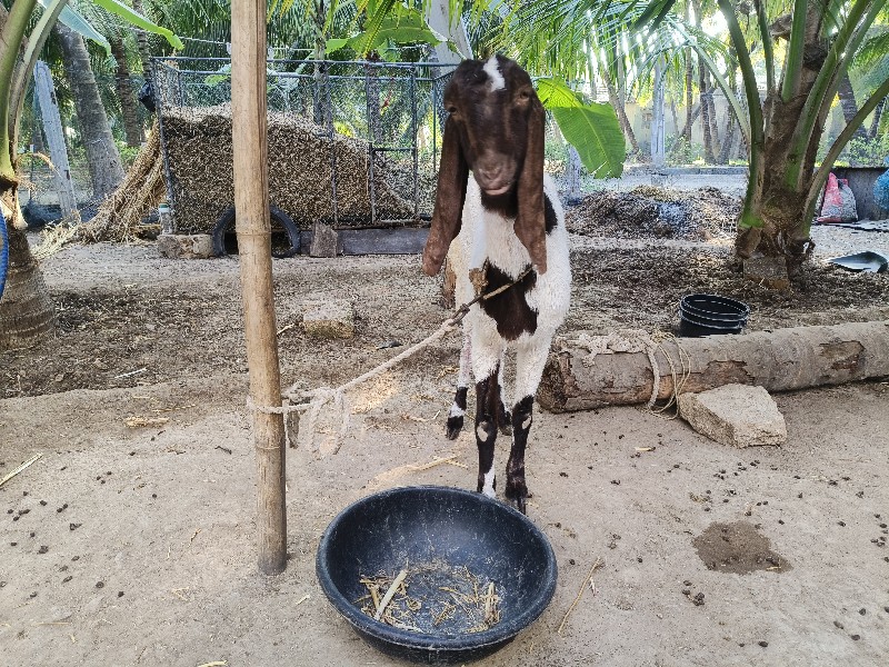 તોતાપુરી બકરી વ...