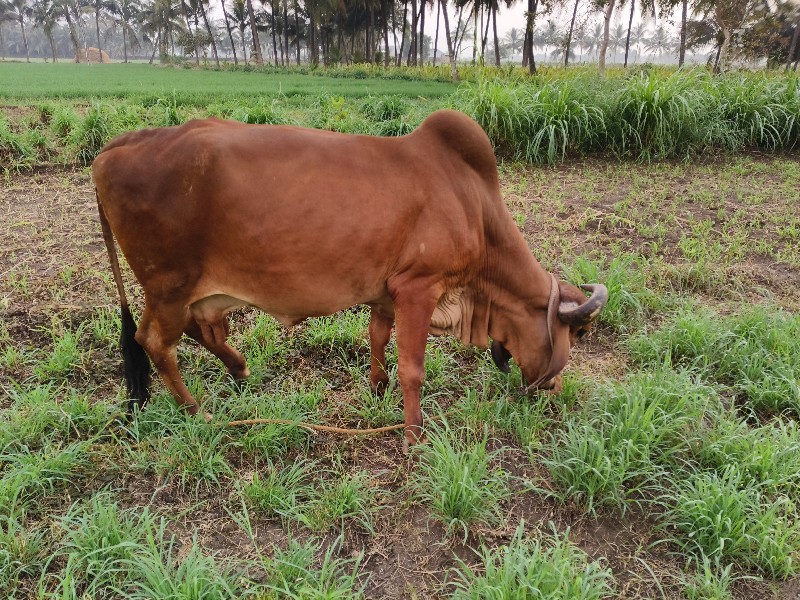 ગાય વેશવાની ની...