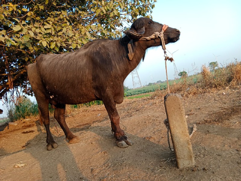 ભેંશ વેચવાની છે...