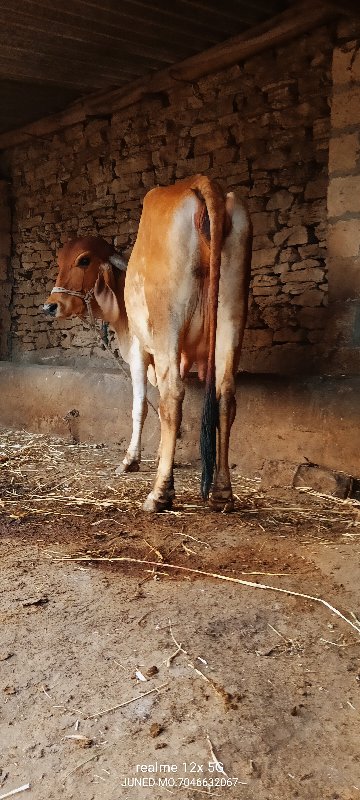 ગીર ગાય વેચવાની...