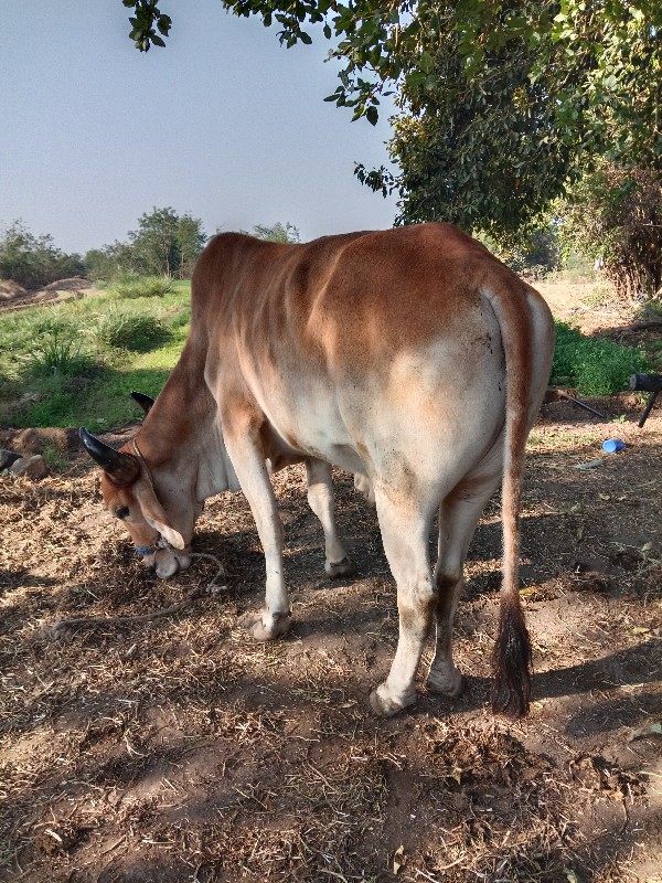 સેવકદેવરીયા  ભા...