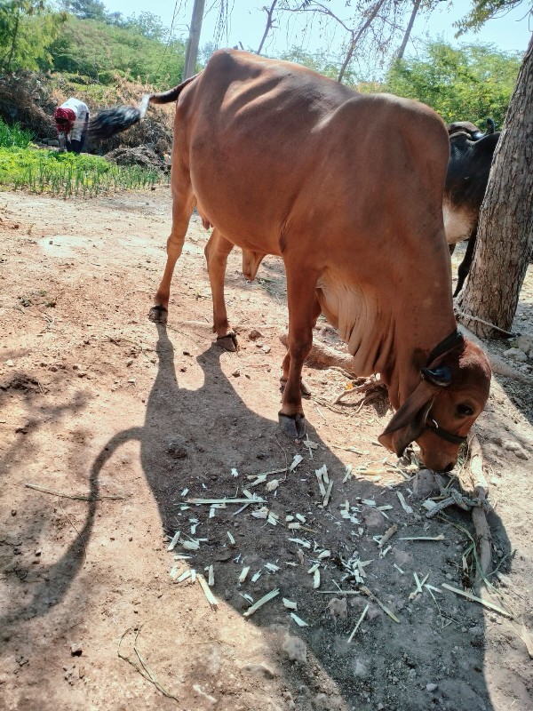 ગાય વેચવાની છે.