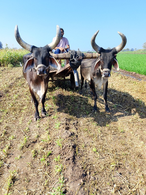 ગોઢલા વેચવાના છ...