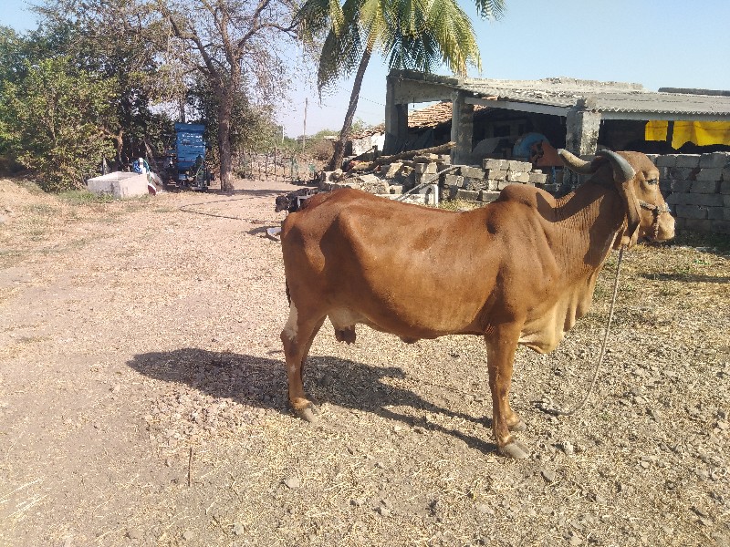 ગાય વેચવાની શે