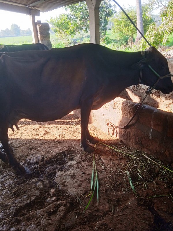 ઓરીજનલ  hf ગાઈ