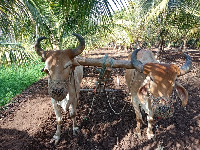 બળદ વેચવા ના છે