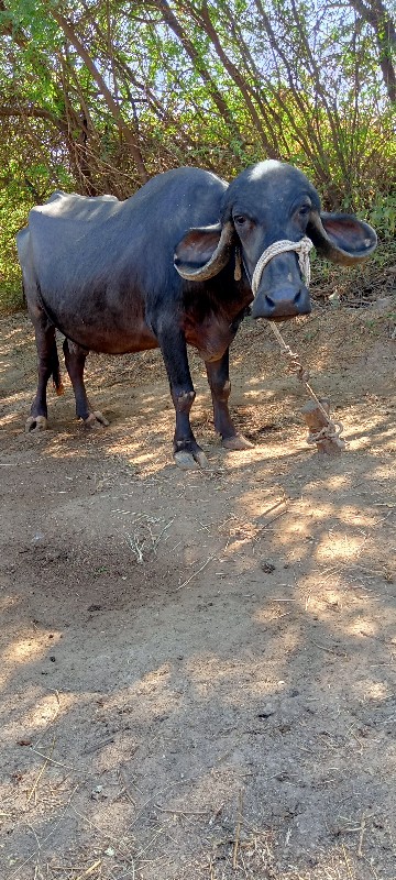 ભેંસ વેચવાની છે